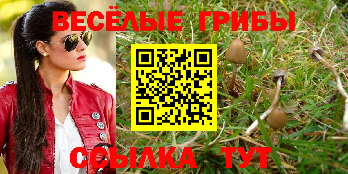 Галлюциногенные грибы Psilocybe Владимир